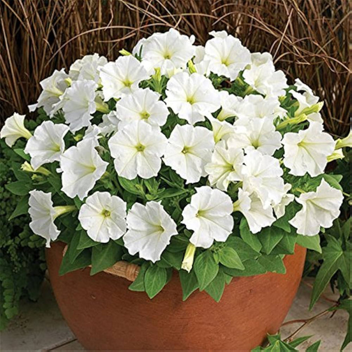 White Petunia Flower Seeds for Planting - Heirloom, NON-GMO, High Germination, Organic Garden Seeds