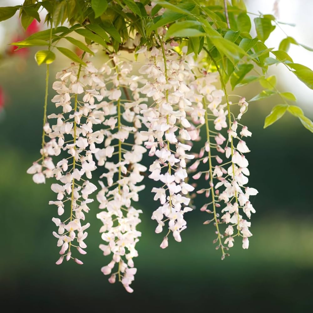 Pagoda Flower Seeds for Planting – Exotic Clerodendrum Paniculatum Blooms