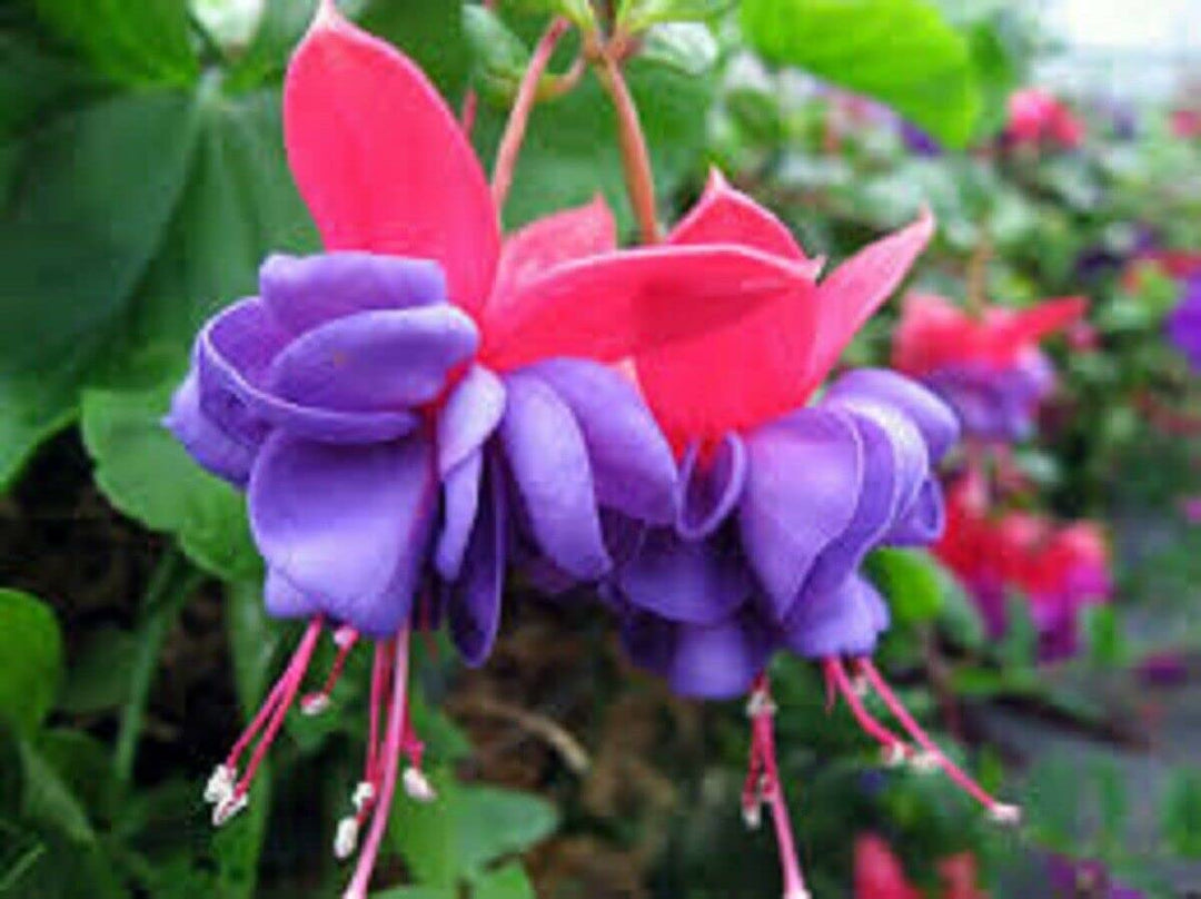 Blue Red Fuchsia Flower Seeds for Planting – Heirloom, Non-GMO, High Germination Garden Seeds