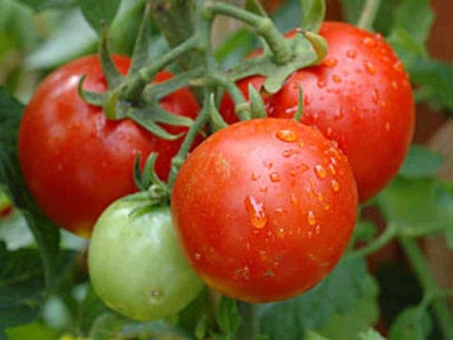 Burpee Celebrity Hybrid Red Tomato Seeds for Planting – Heirloom, Non-GMO, High Germination Vegetable Seeds