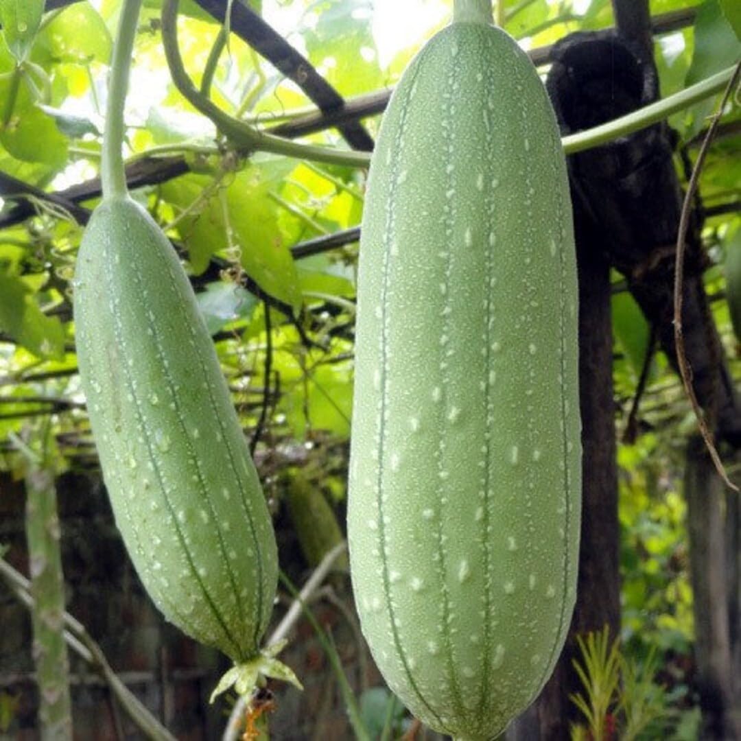 luffa seeds planting Luffa Vegetable Seeds for Planting – Fresh Vegetable for Your Garden,  Vegetable Seeds – Neeraseeds