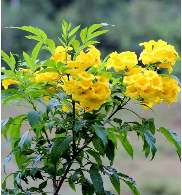 Yellow Alcea Ficifolia Flower Seeds for Planting – Vibrant, Hardy, Fast-Growing Blooms