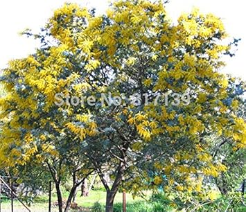 Flower Seeds, Seeds for Planting, Plant Seeds