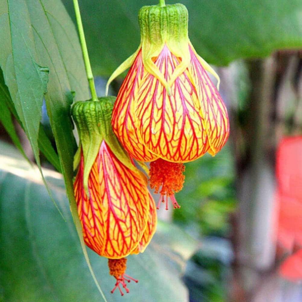 Yellow Red Abutilon Flower Seeds for Planting – Heirloom Non-GMO High Germination Organic Garden Seeds