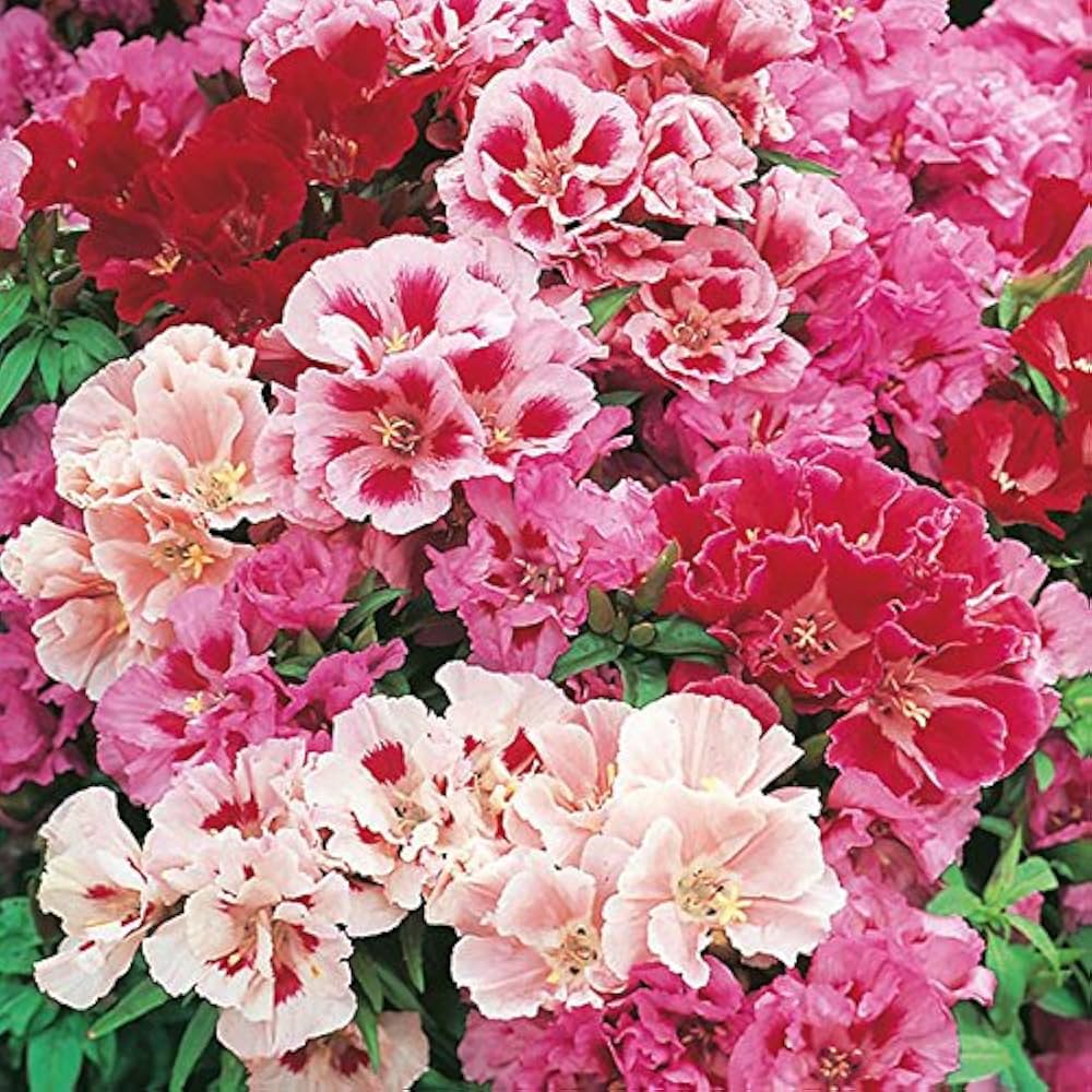 Mixed Godetia Flower Seeds for Planting – Vibrant Annual Blooms for Home & Garden