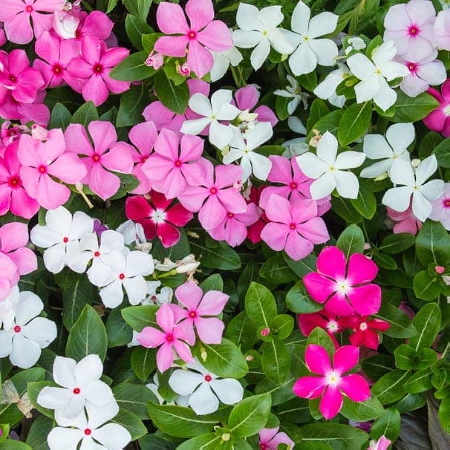 Mixed Madagascar Vinca Flower Seeds – Vibrant Annual Blooms for Garden Planting