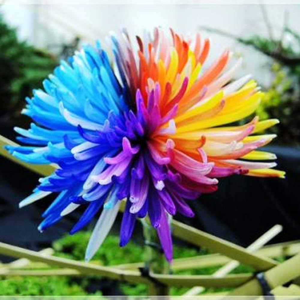 rainbow chrysanthemum flower seeds Rainbow Chrysanthemum For Planting For Home Garden And Flower Bed Flower Seeds for – Neeraseeds