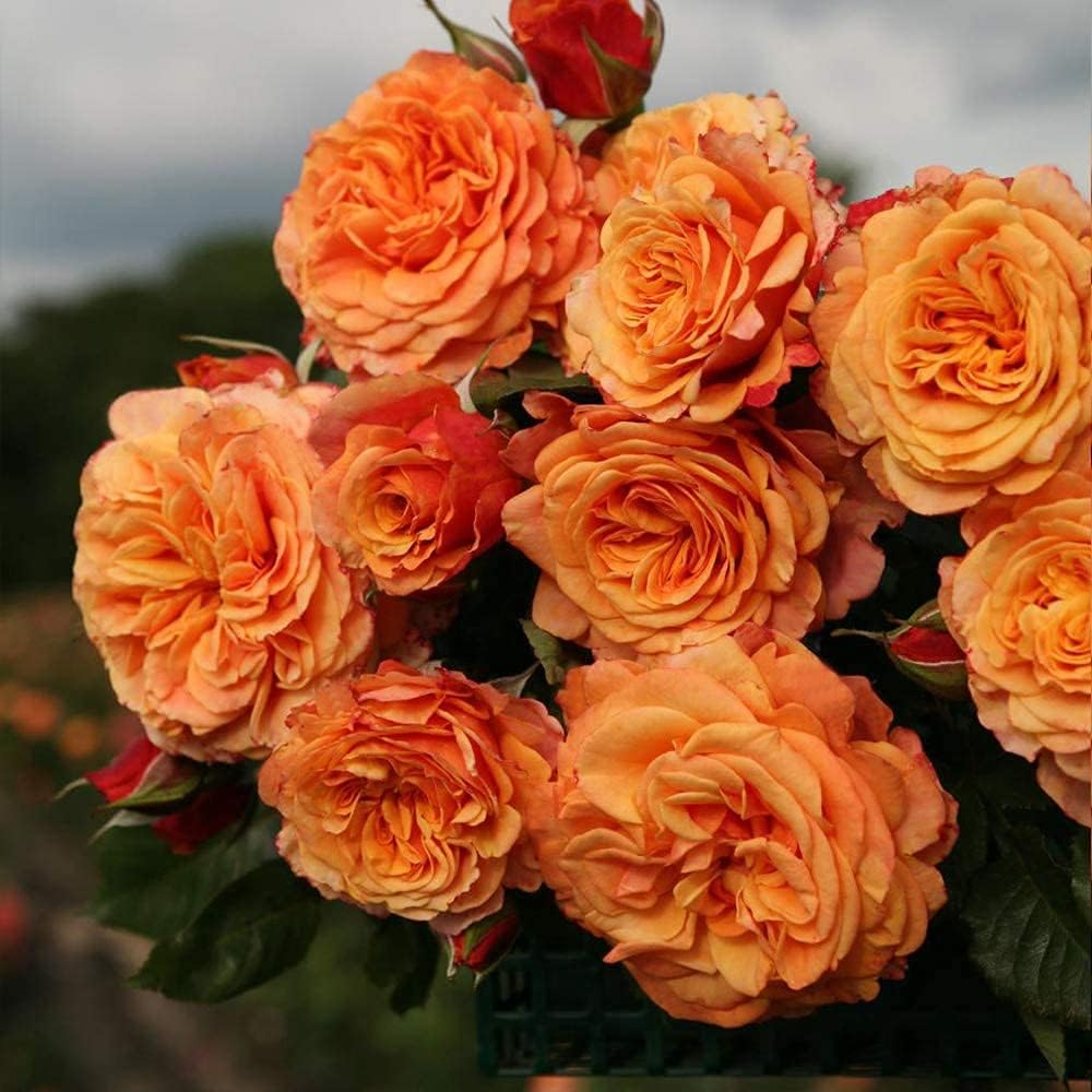 yellow rose bush seeds Goldish Yellow Rose Flower Seeds Non-GMO Heirloom Garden Seeds for Planting  and Growing – Beautiful Blooms, Flower Seeds – Neeraseeds