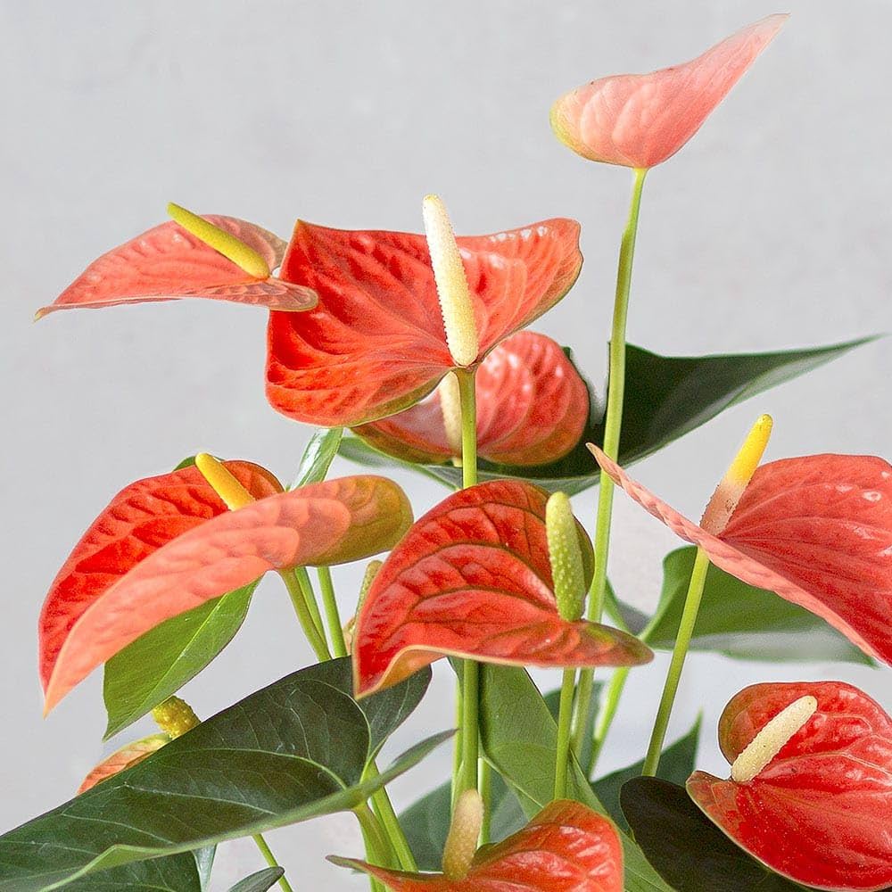Anthurium Dark Orange Flower Seeds – Heirloom, Non-GMO, High Germination Organic Garden Seeds for Planting Exotic Indoor Blooms