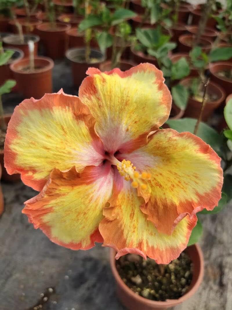 Yellow Orange Hibiscus Flower Seeds for Planting – Heirloom Non-GMO Organic  Garden Seeds with High Germination