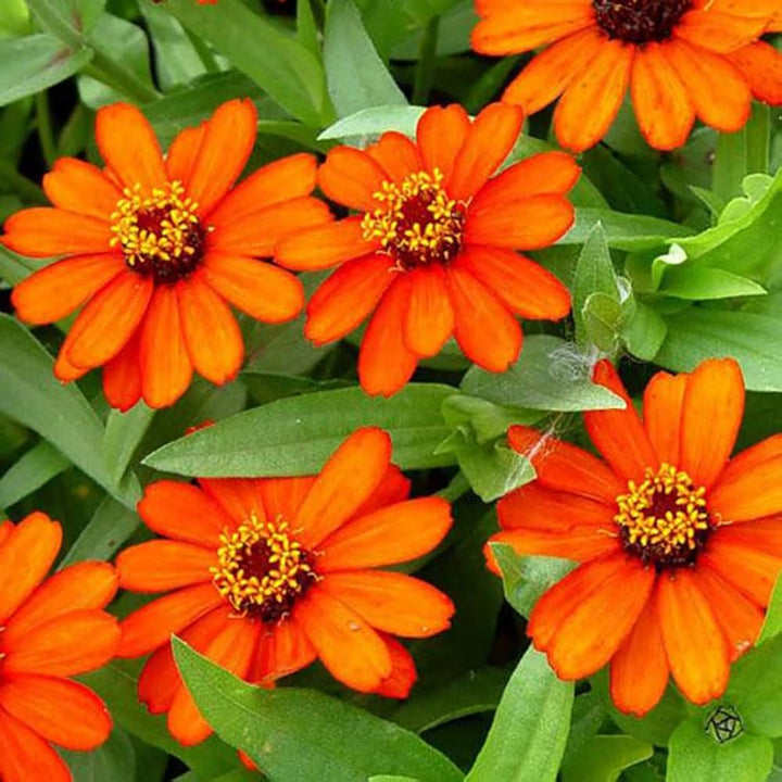 Zinnia Orange Flower Seeds for Planting – Heirloom Non-GMO High Germination Organic Garden Seeds