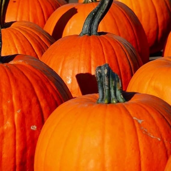 Pumpkin Sugar Pie Seeds – Sweet Heirloom Variety for Baking & Home Gardens