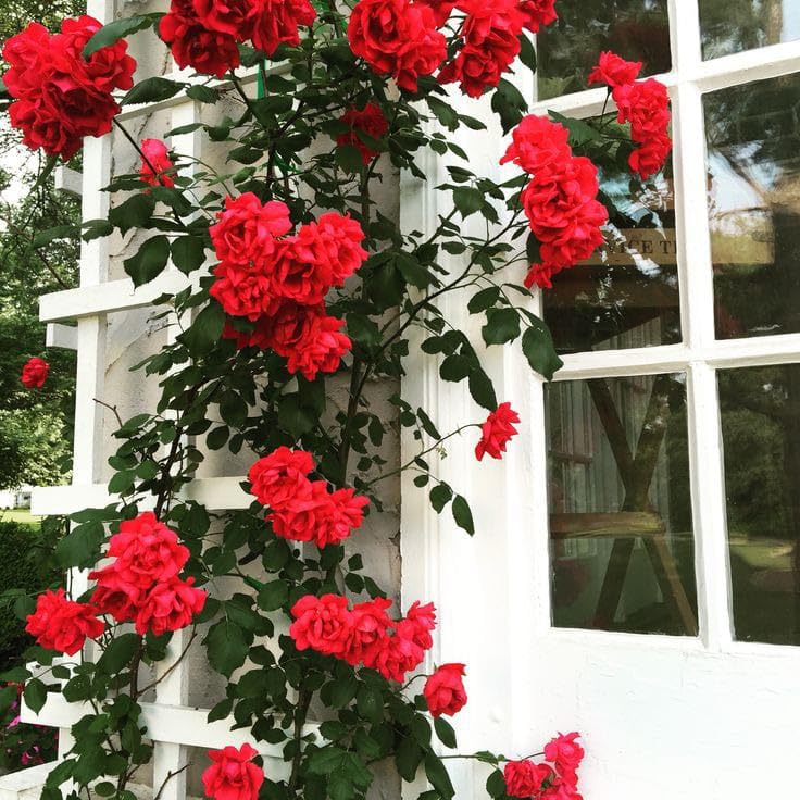 fairy rose seeds Red Climbing Rose For Planting Fairy Garden Fence Trellis Flower Seeds for  Landscape – Neeraseeds