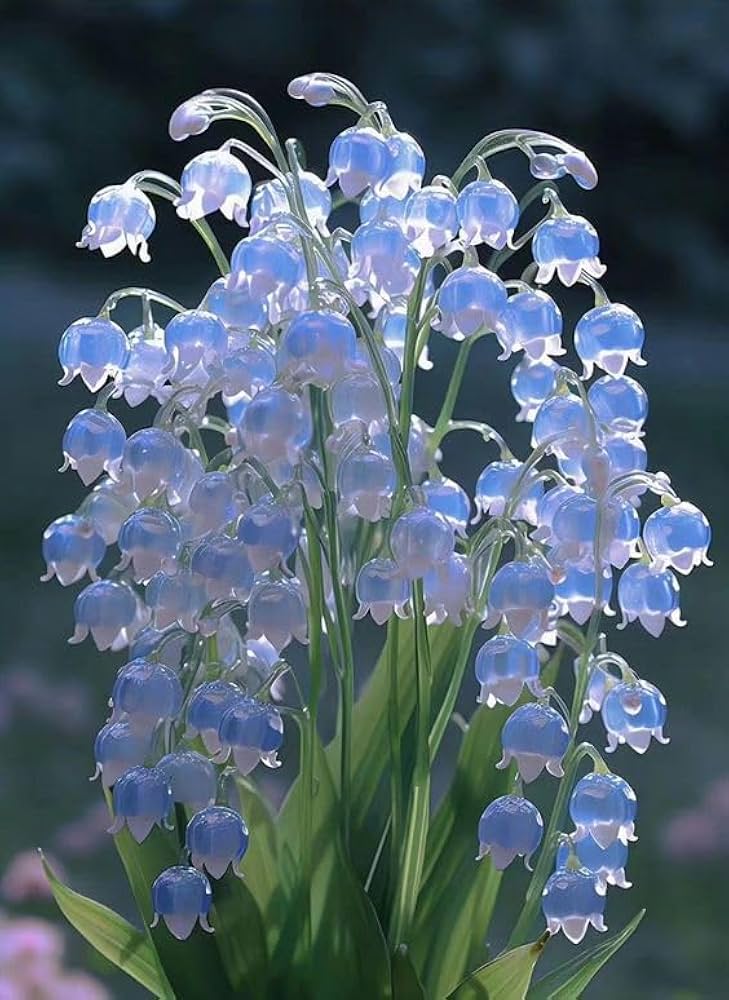 Blue Lily of the Valley Flower Seeds for Planting – Heirloom Non-GMO High Germination Organic Garden Seeds