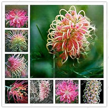 Mixed Grevillea Flower Seeds for Planting – Heirloom, Non-GMO, High Germination Organic Garden Seeds