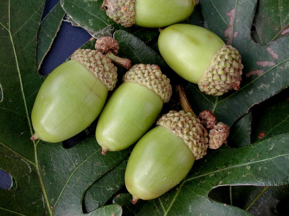 White Oak Tree Seeds for Planting – Heirloom, Non-GMO Shade Tree Seeds for Organic Gardens