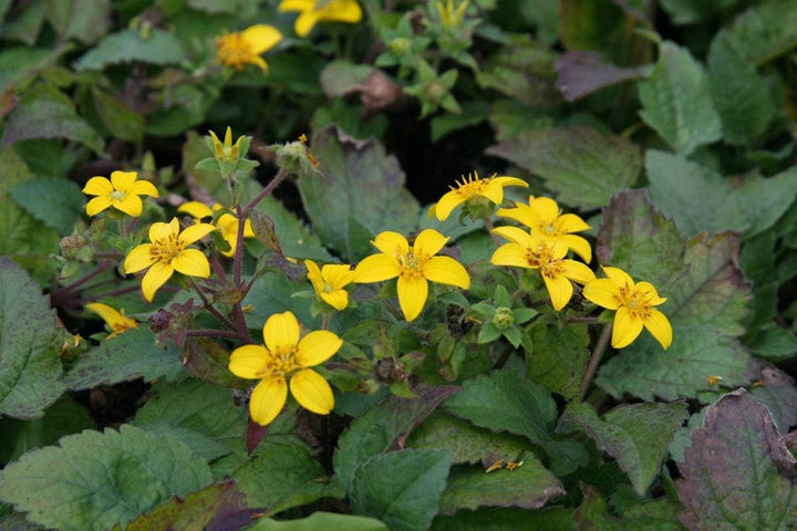 Flower Seeds, Seeds for Planting, Plant Seeds