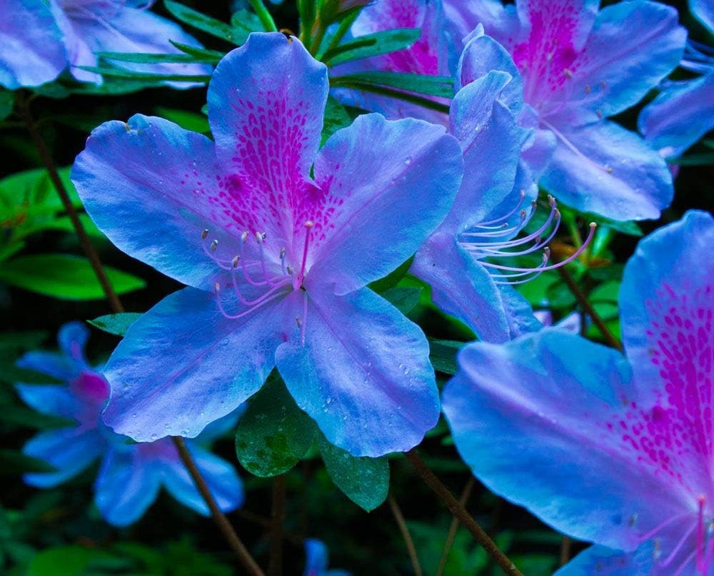 azalea flower seeds Blue Purple Azalea Flower Seeds for Planting – Heirloom, Non-GMO, Organic  Garden Seeds with High Germination