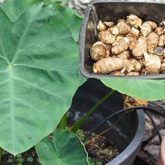 Taro Root Vegetable for Planting – High-Yield, Organic Colocasia Bulbs for Home Garden & Farm