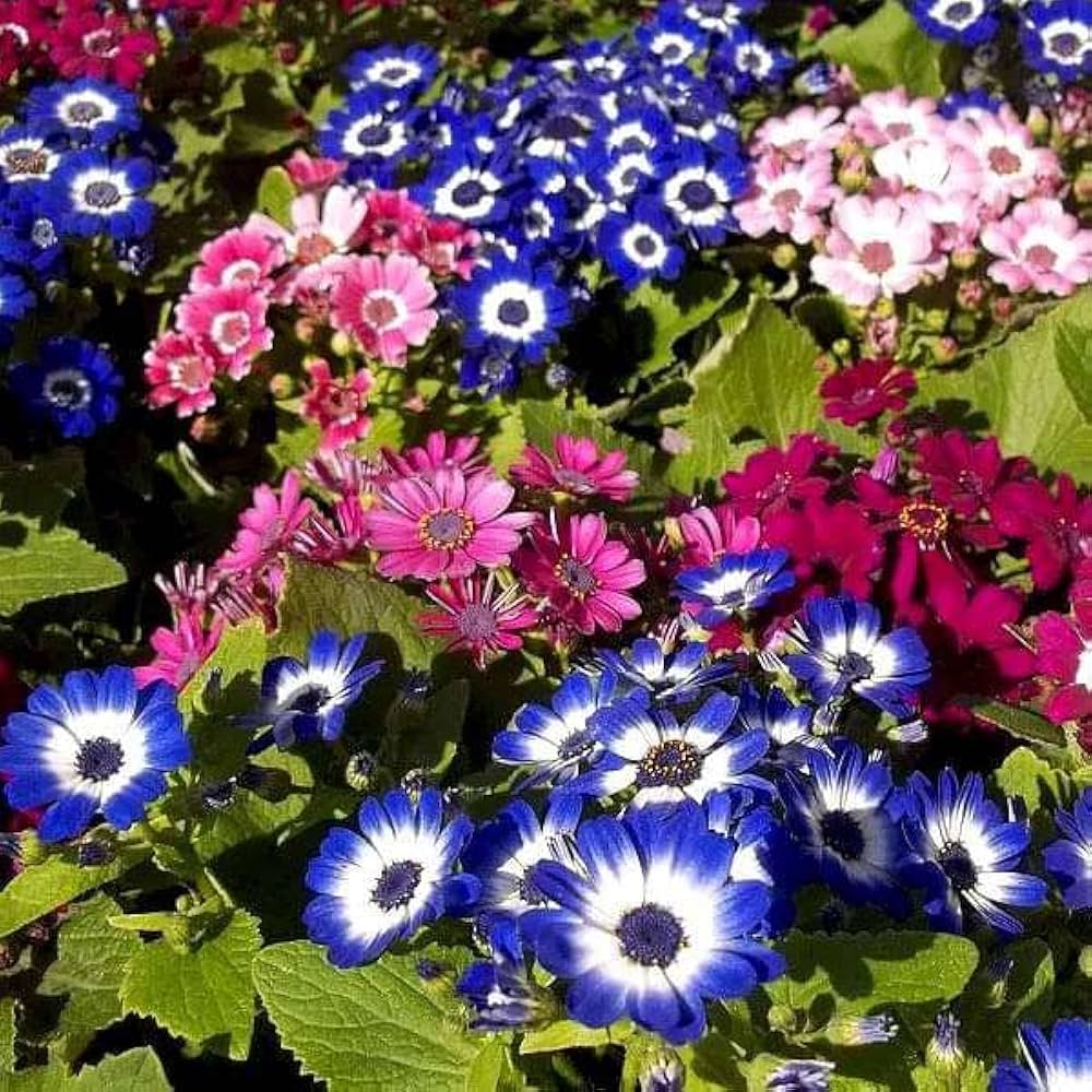 Heirloom Cineraria Flower Seeds – Non-GMO, High Germination Organic Garden Seeds for Planting Landscape-Ready Blooms