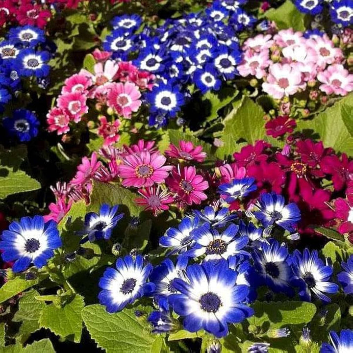 Heirloom Cineraria Flower Seeds – Non-GMO, High Germination Organic Garden Seeds for Planting Landscape-Ready Blooms