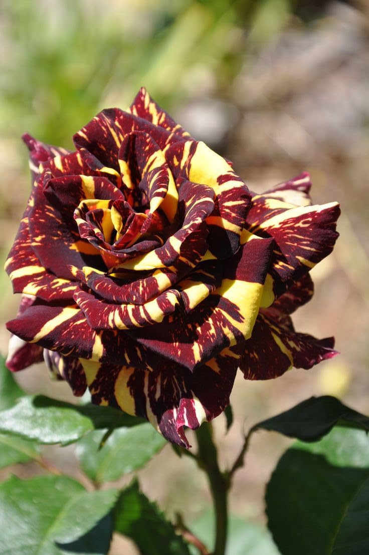 Yellow Maroon Rose Flower Seeds for Planting – Non-GMO, Heirloom Garden Seeds