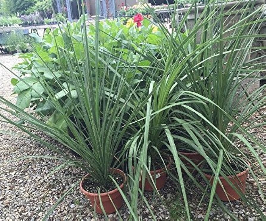 dracaena seeds Heirloom Non-GMO Dracaena Spike Annual Flower Seeds for Planting – Org –  Neeraseeds
