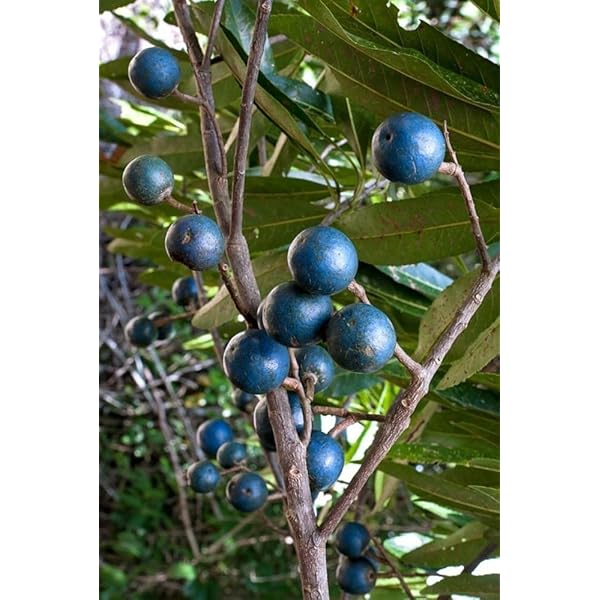 Rudraksha Fruit Seeds for Planting – Spiritual & Medicinal Trees, 100 pcs, Heirloom & Non-GMO, High Germination