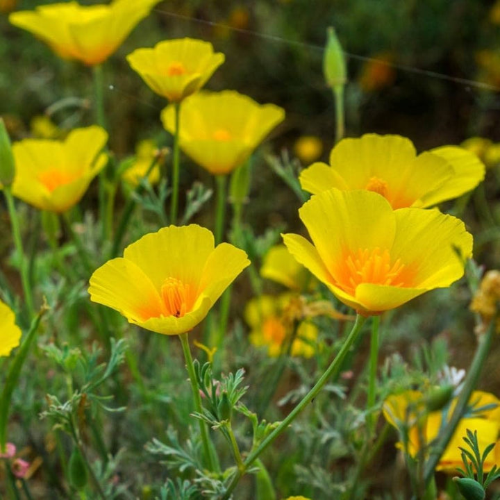 Yellow Eschscholtzia Flower Seeds – Heirloom Non-GMO High Germination Organic Garden Seeds for Planting