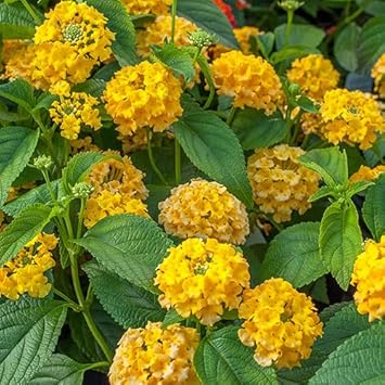 Deep Yellow Lantana Flower Seeds for Planting – Heirloom, Non-GMO, High  Germination Organic Garden Seeds