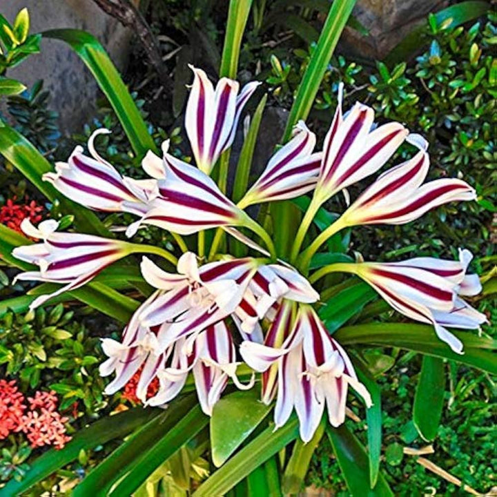 Mixed Crinum Flower Seeds for Planting – Heirloom, Non-GMO, High Germination Organic Garden Seeds