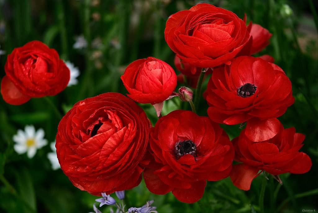 Flower Seeds, Seeds for Planting, Plant Seeds