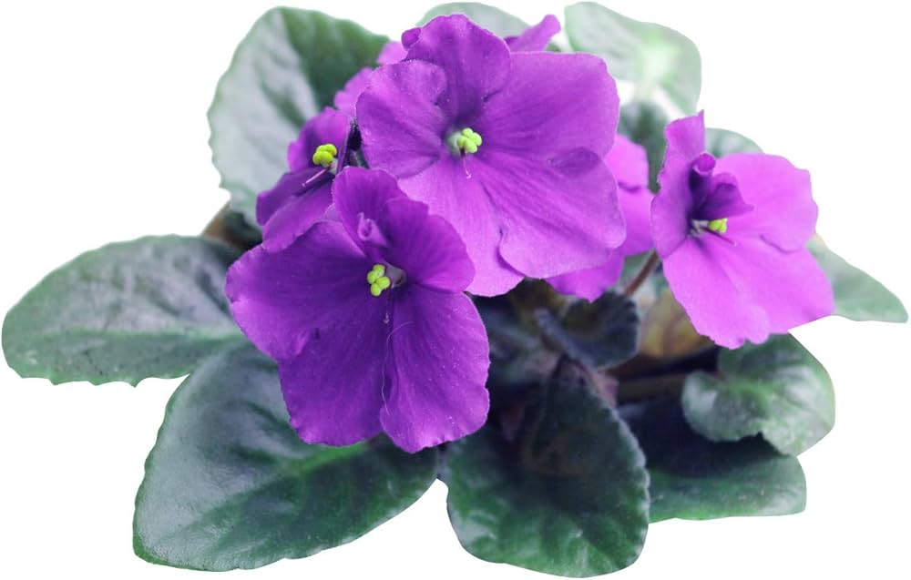 African Violet Delosperma Flower Seeds for Planting – Drought-Tolerant Ice Plant Blooms