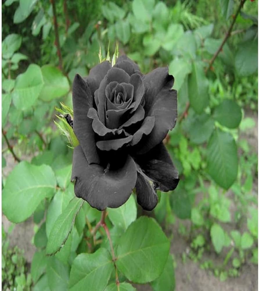 Black Rose Flower Seeds – Heirloom Non-GMO Seeds for Planting