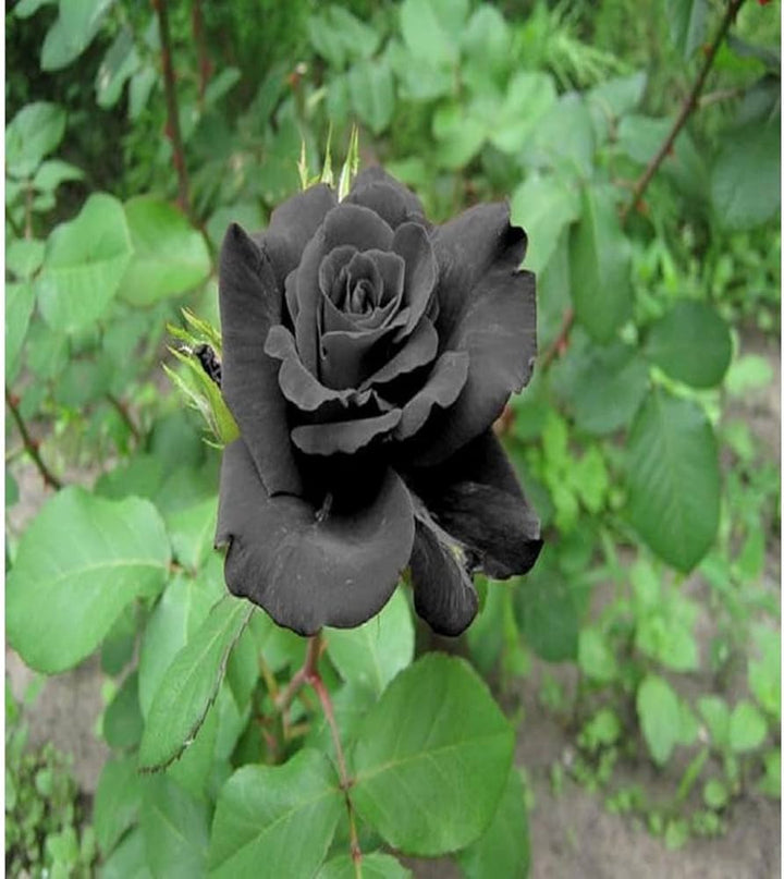 Black Rose Flower Seeds – Heirloom Non-GMO Seeds for Planting