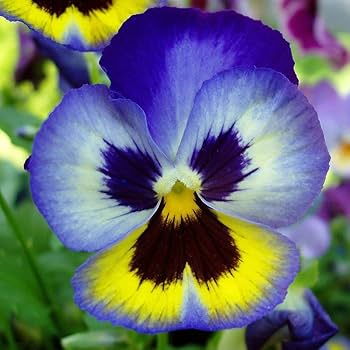 Blue Yellow Pansy Flower Seeds for Planting – Heirloom, Non-GMO, High Germination Organic Garden Seeds for Vibrant Blooms