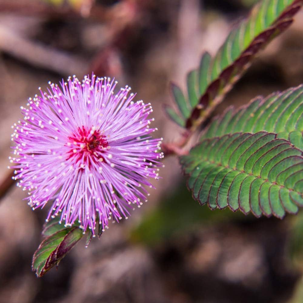 mimosa pudica sensitive plant seed 500 pcs Heirloom Non-GMO Purple Mimosa Pudica Flower Seeds for Sensitive Touch-Me-Not Garden Planting