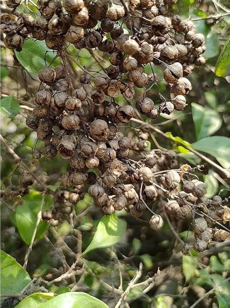 Brown Zanthoxylum Plant Seeds for Planting – Spicy Aromatic Tree Seeds