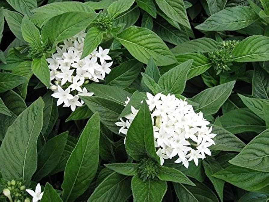 White Pentas Starla Flower Seeds for Planting - Heirloom Non-GMO High Germination Organic Garden Seeds