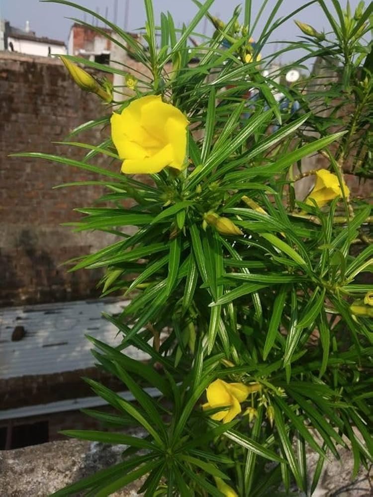 Yellow Alpine Bottlebrush Flower Seeds for Planting – Vibrant Hardy Blooms