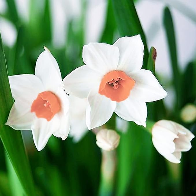 Baby Pink Daffodil Flower Seeds for Planting – Heirloom, Non-GMO, High Germination Organic Garden Seeds