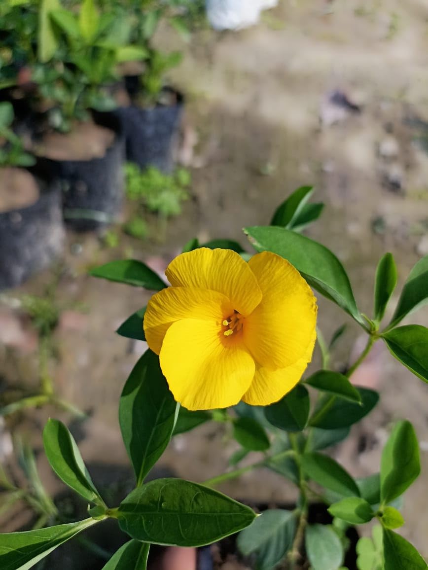 Heirloom Non-GMO Yellow Flax Hybrid Flower Seeds for Planting – High  Germination Organic Garden Seeds