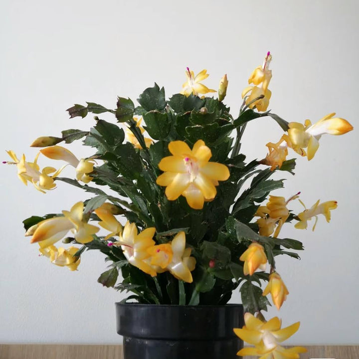 Yellow Schlumbergera Flower Seeds for Planting – Heirloom, Non-GMO, High Germination Christmas Cactus Seeds