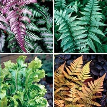 is a fern a seed plant Fern Plant Seeds for Garden Planting – Heirloom Non-GMO Organic Garden Seeds, High Germination