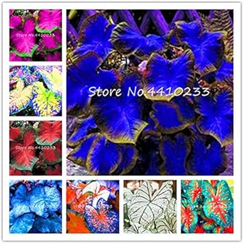 Flower Seeds, Seeds for Planting, Plant Seeds