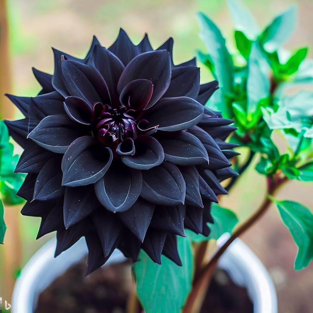 Black Pompon Dahlia Flower Seeds – Heirloom Non-GMO Seeds for Planting, High Germination Organic Garden Blooms