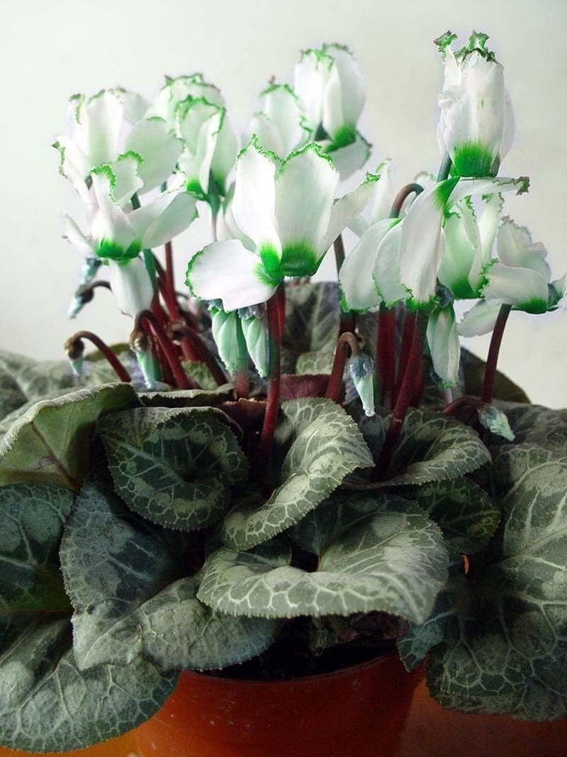 cyclamen flower seeds Green White Cyclamen Flower Seeds for Planting