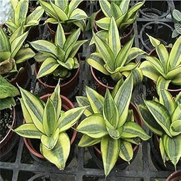 sansevieria trifasciata seeds Green Snake Sansevieria Seeds – Organic Heirloom Non-GMO Plant Seeds for Planting with High Germination