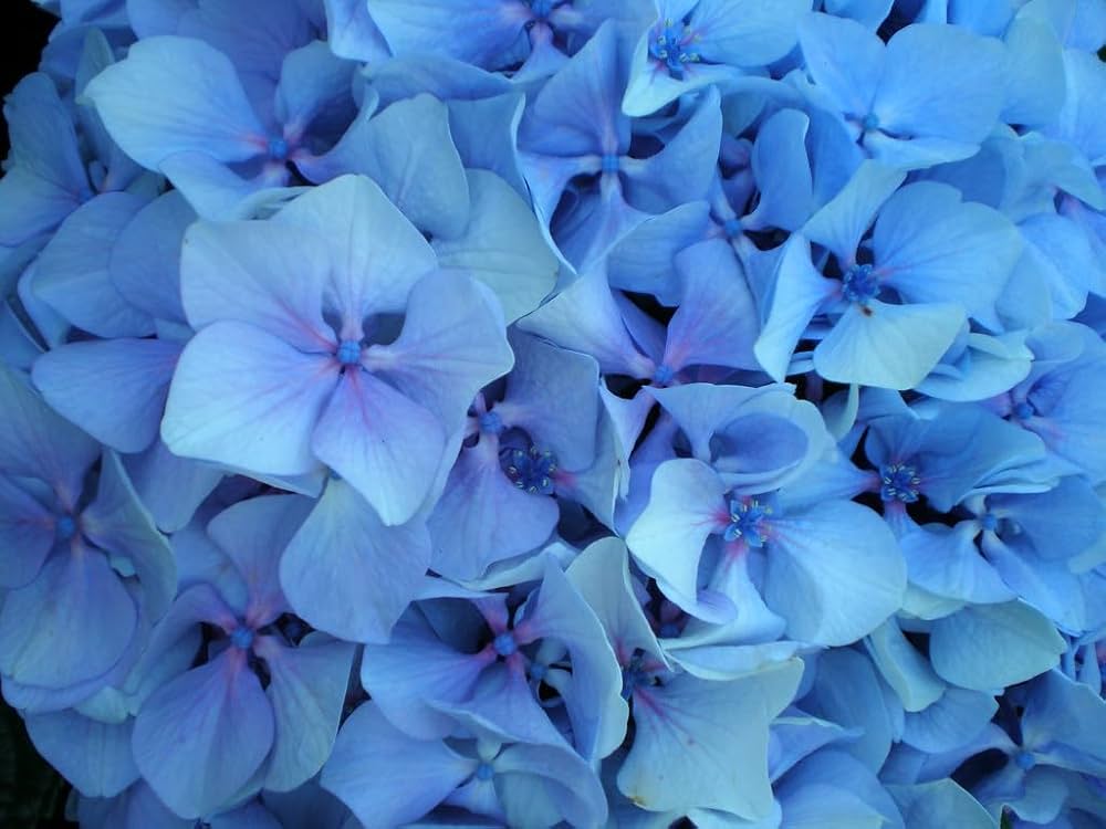 rhododendron flower seeds Heirloom Rhododendron Sea Blue Flower Seeds – Non-GMO, High Germination Ornamental Garden Seeds