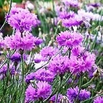 Flower Seeds, Seeds for Planting, Plant Seeds